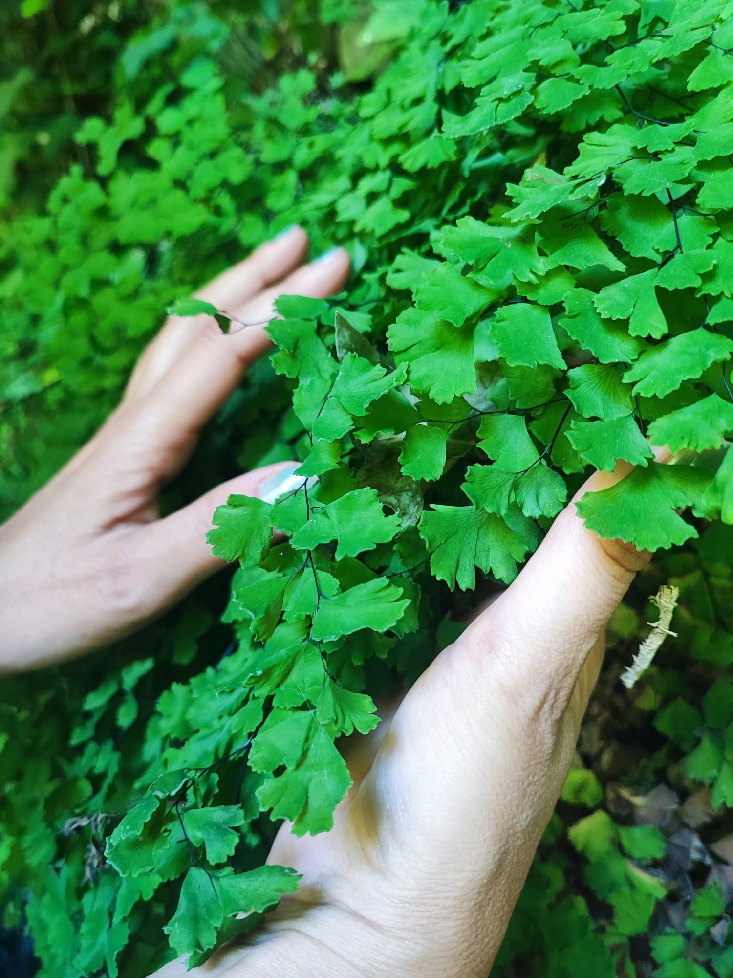 Soin avec la plante